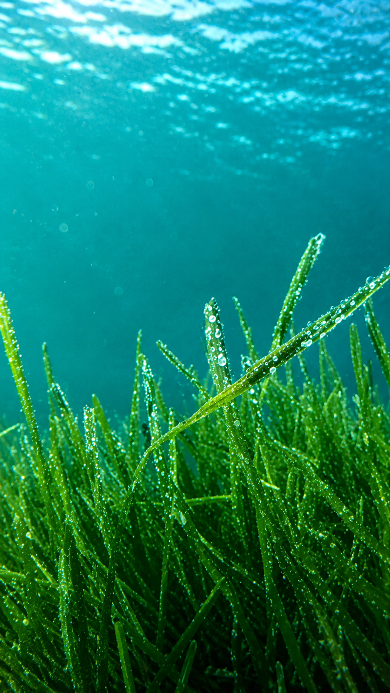 Spirulina-Pulver