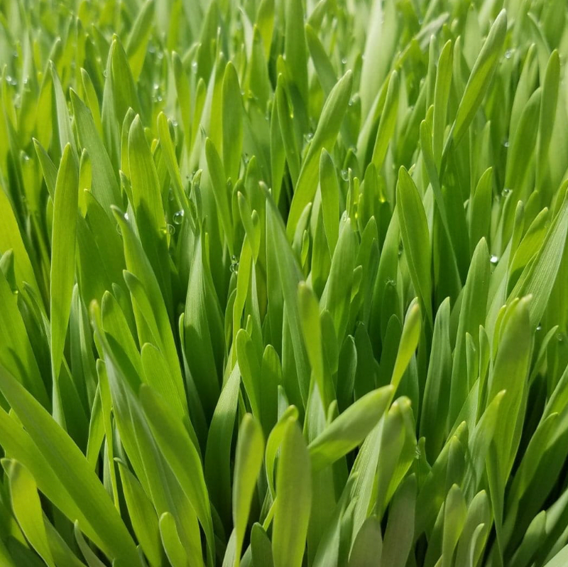 Gerstengraspulver